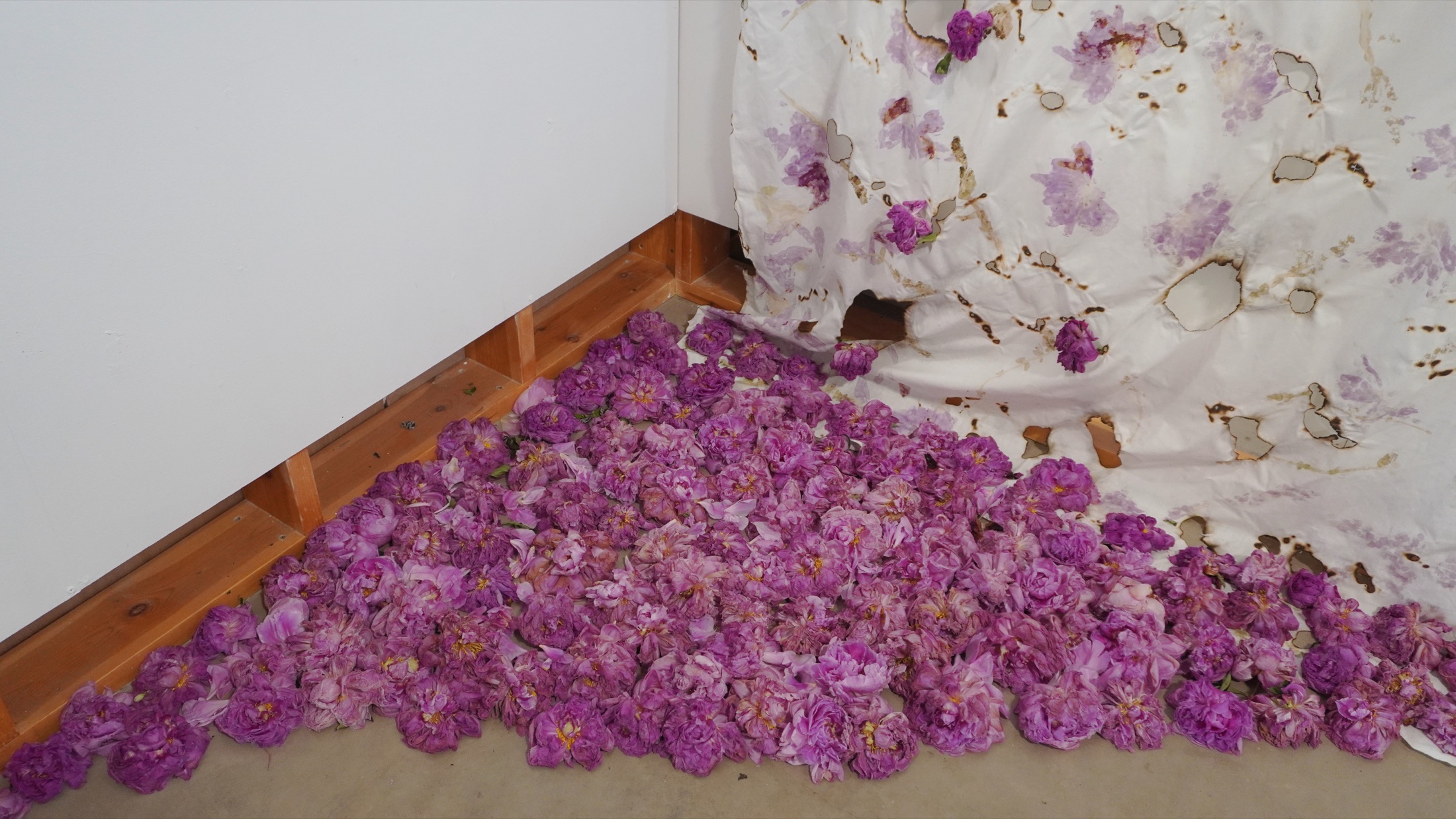 Peonies gathered at the floor plane