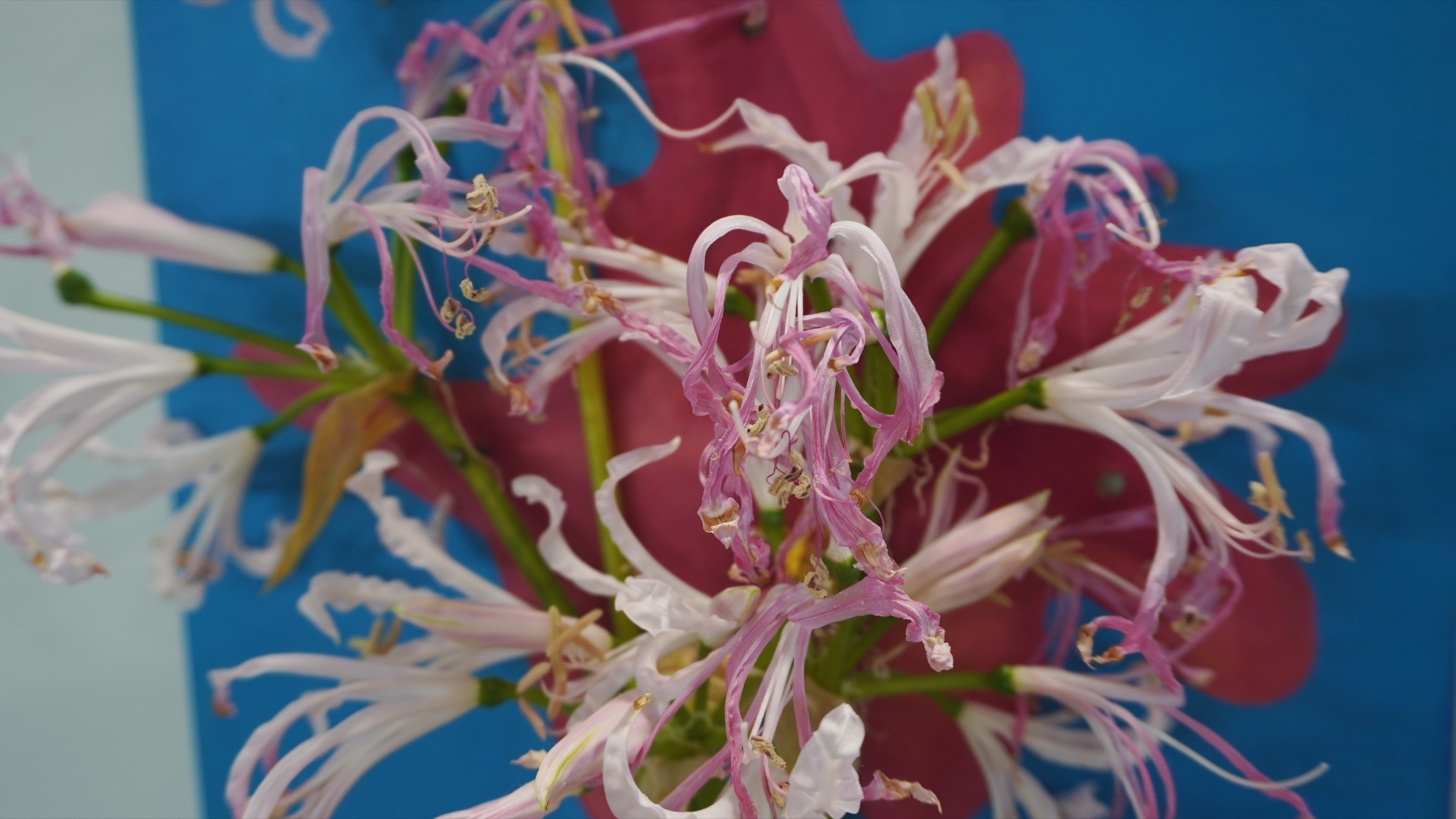 Close view of flowers in the installation