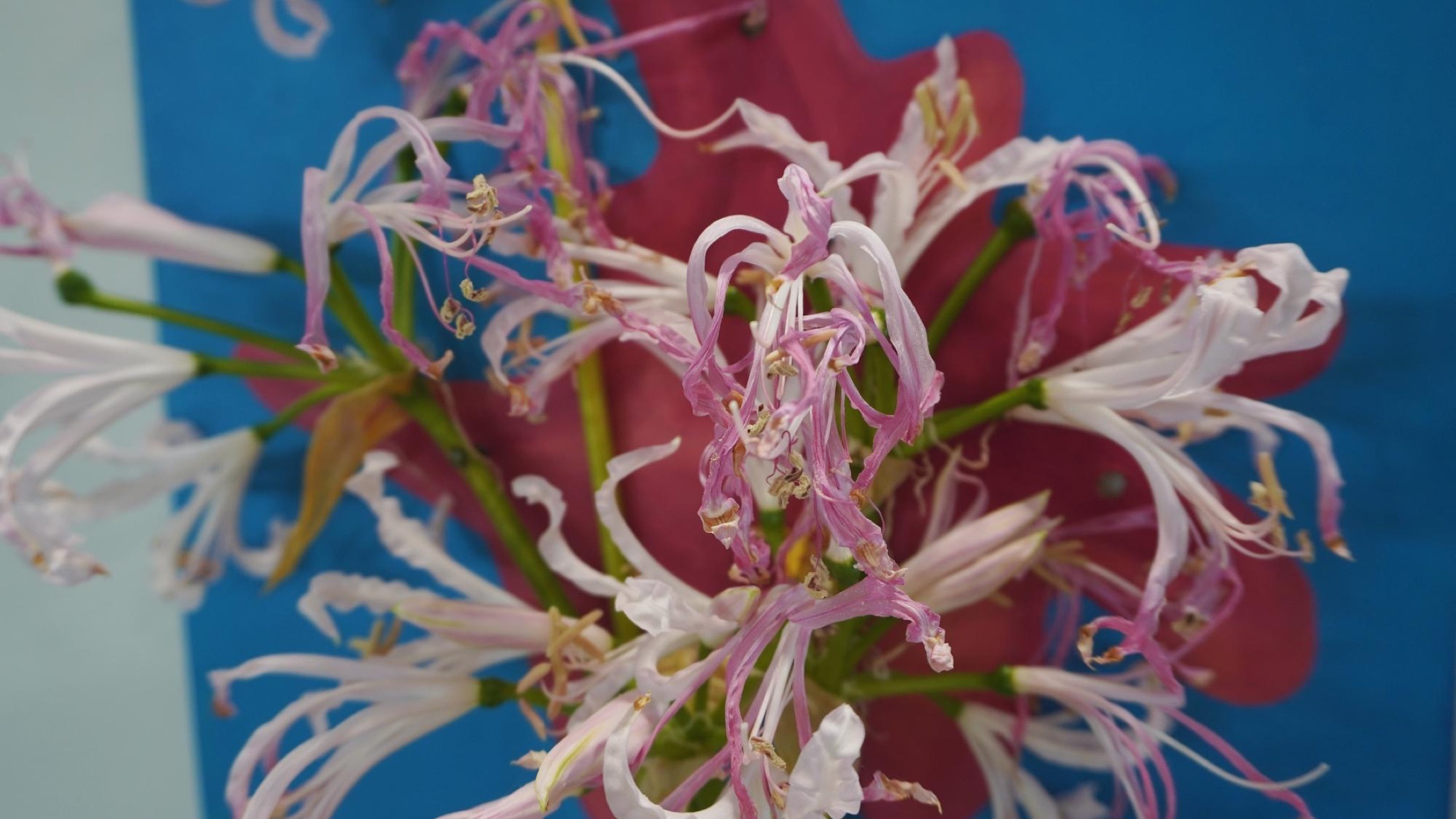Close-up of pink flowers