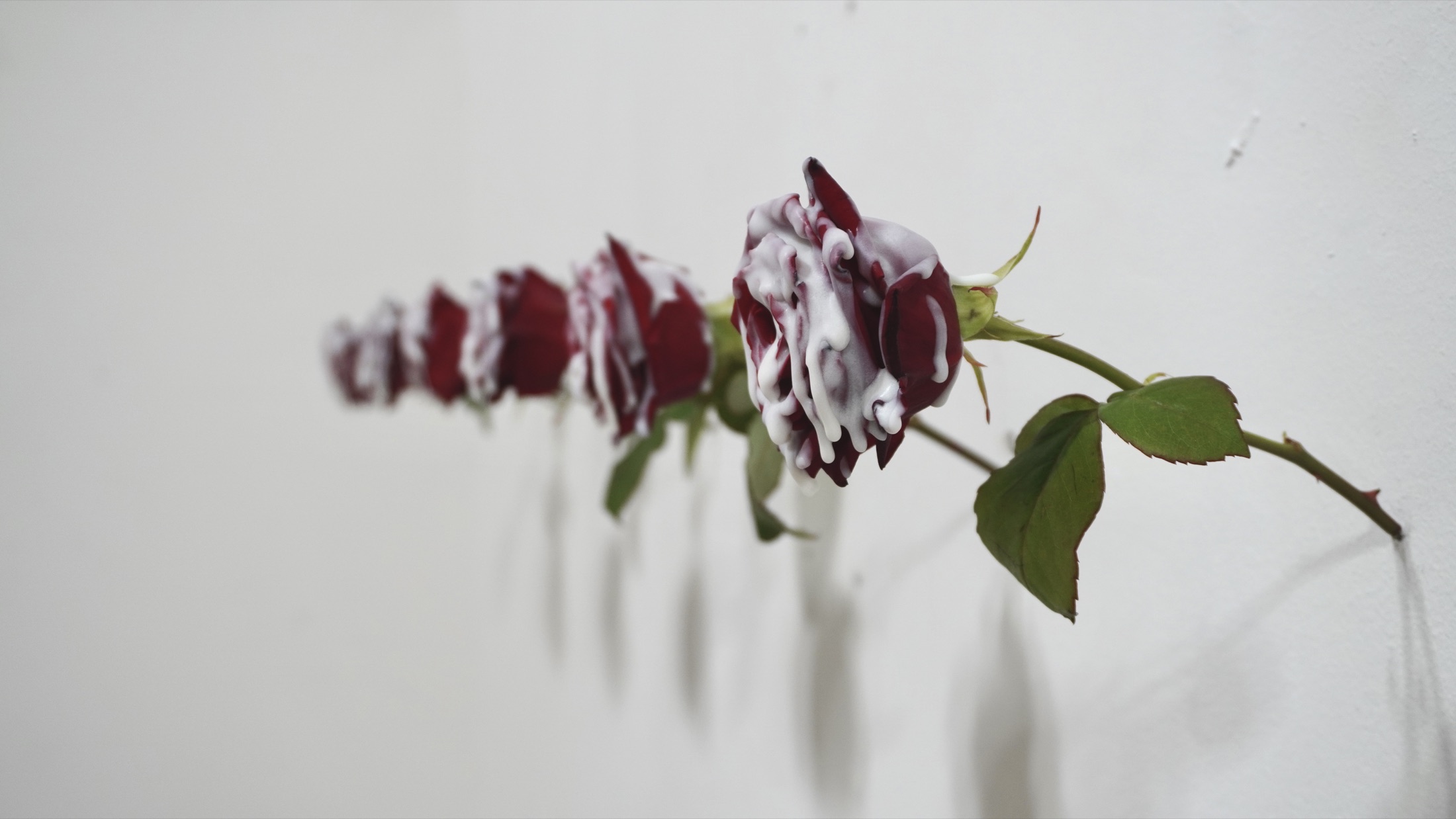 Wall-mounted roses