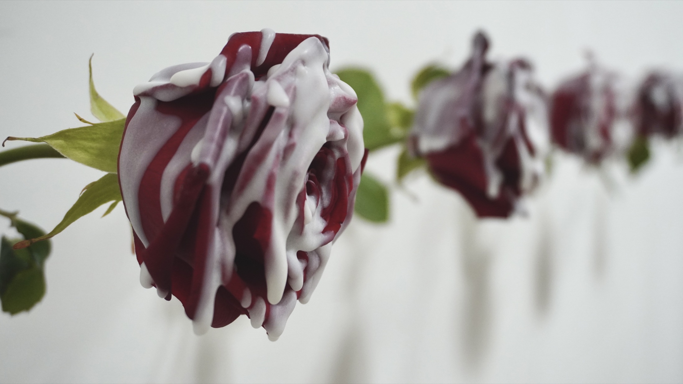 Close view of decaying roses