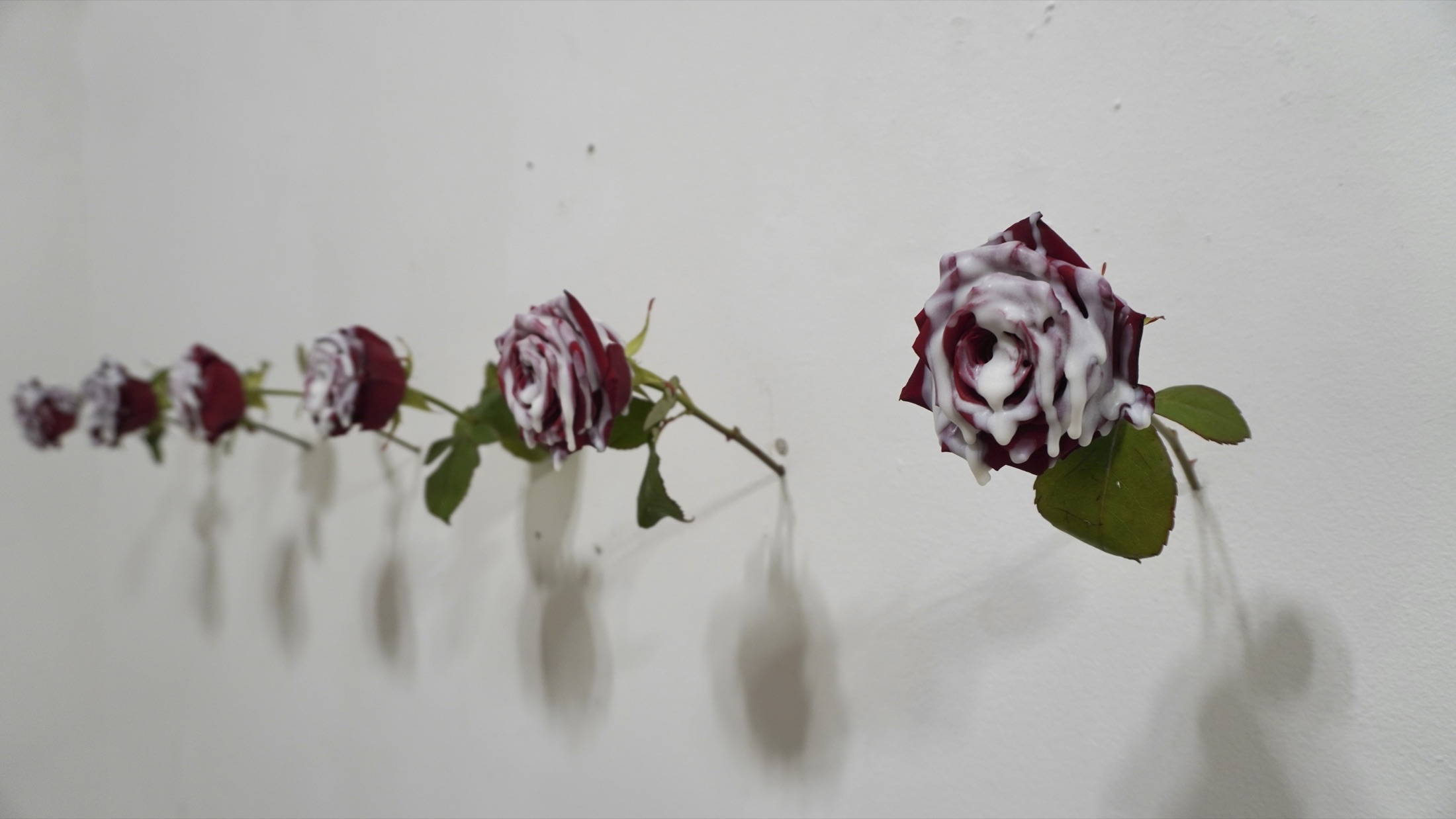 Flowers suspended on the wall
