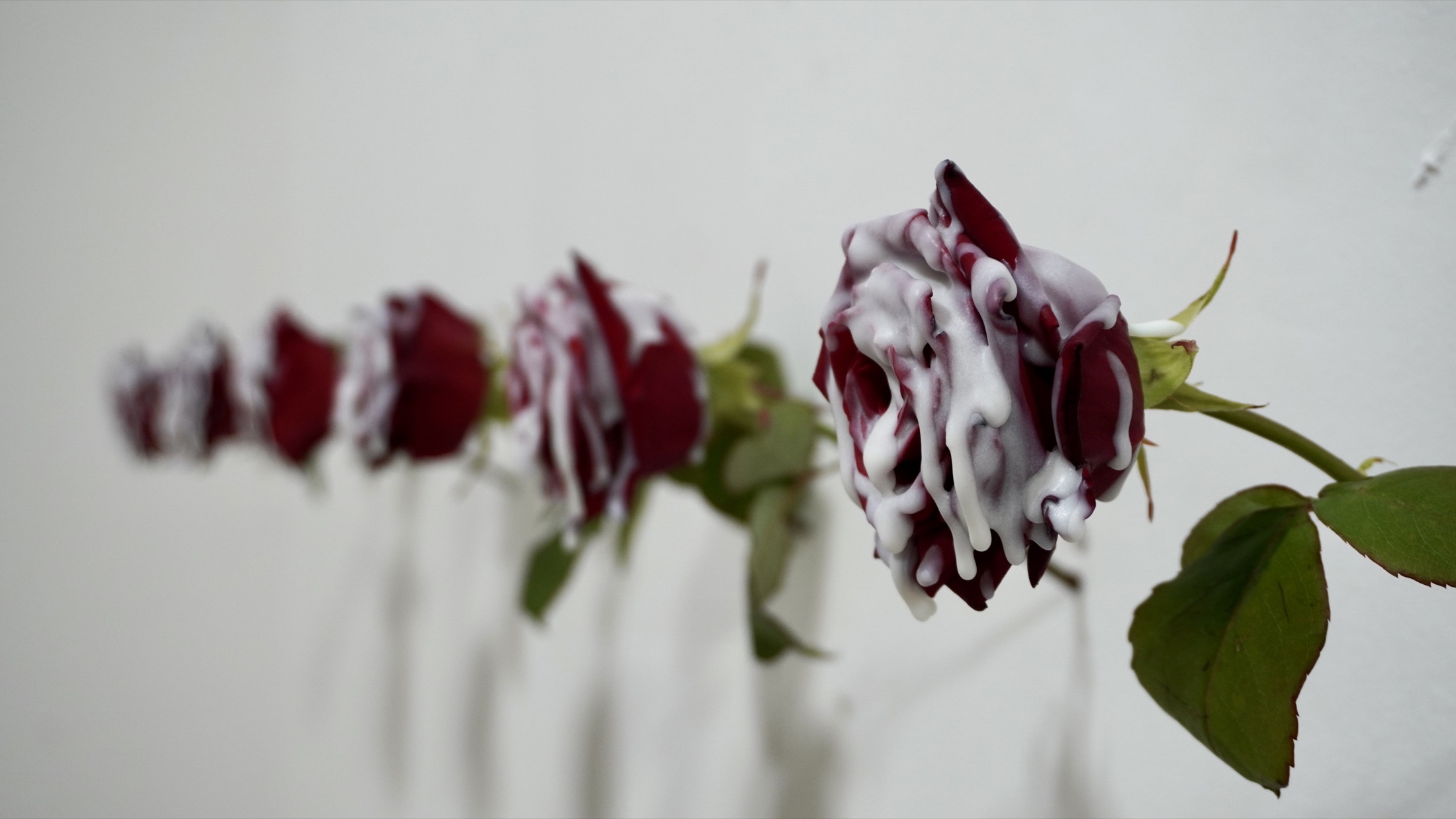 Close wall arrangement of flowers