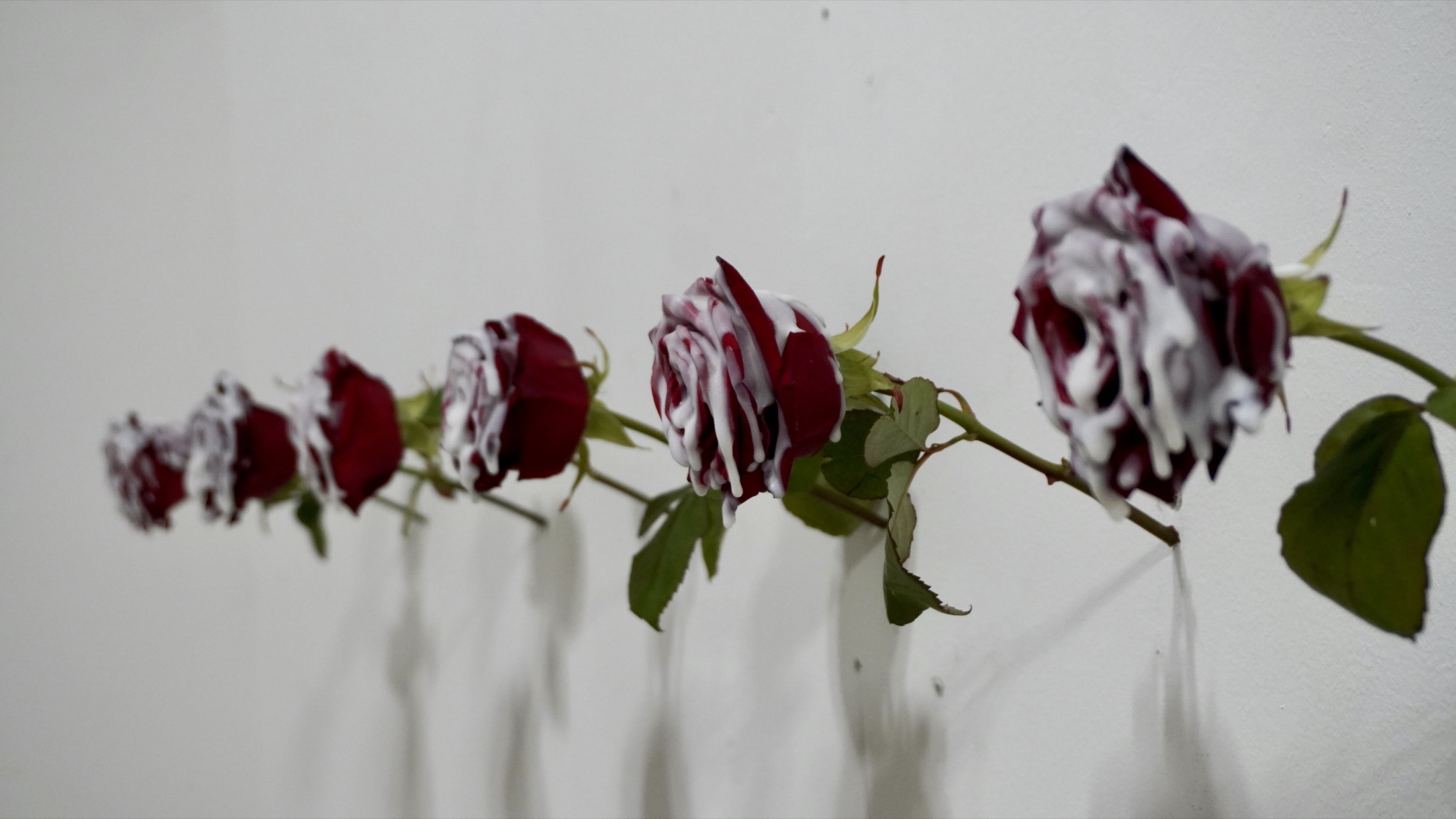 Roses mounted along the gallery wall