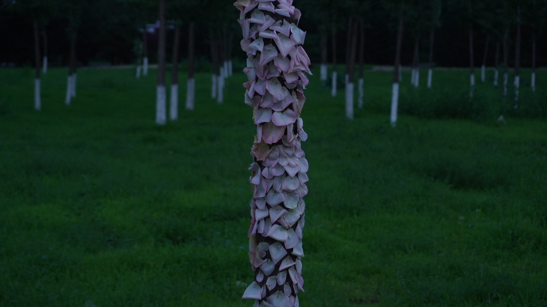Flower-covered tree from the Past Works archive