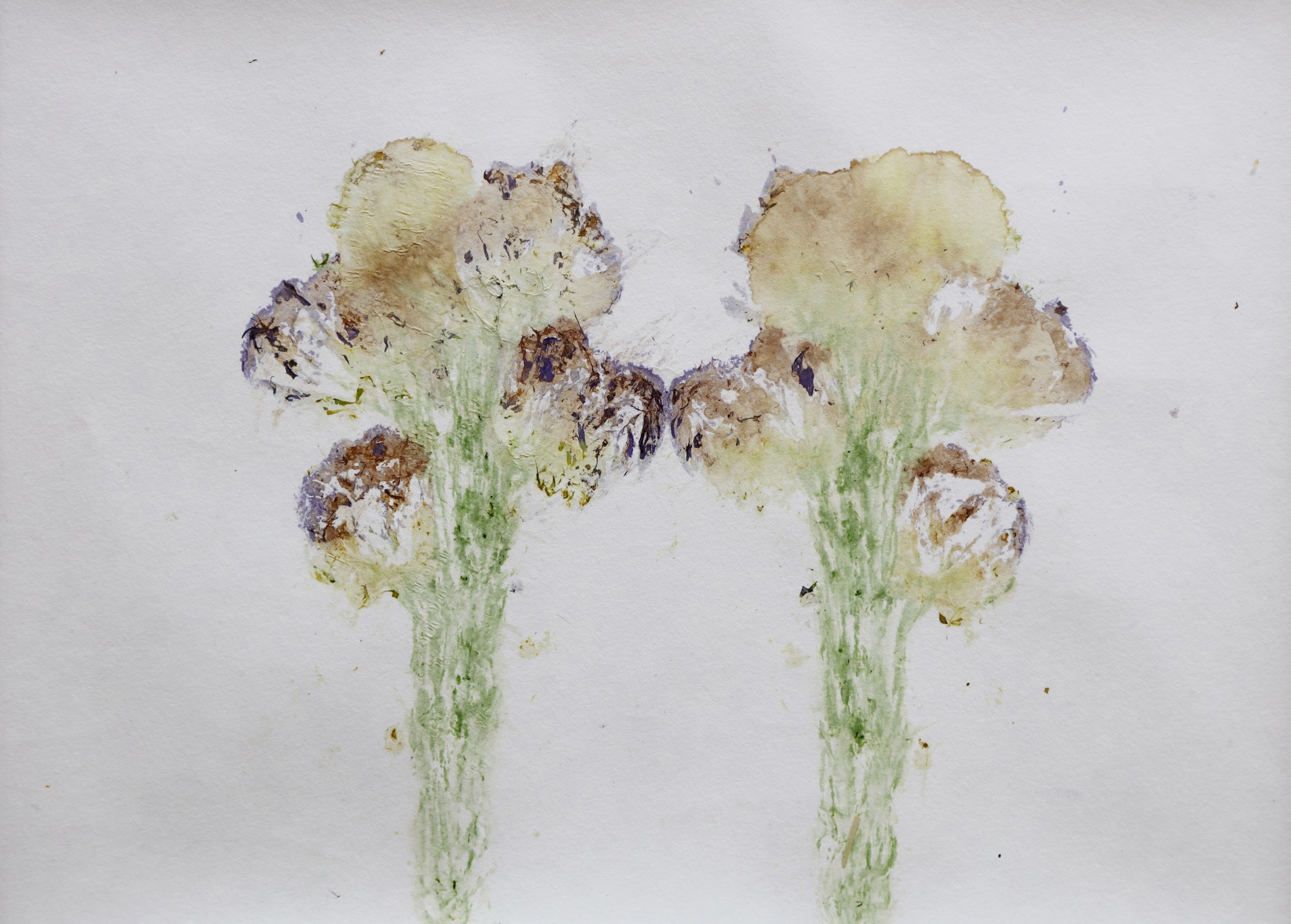 Paired flower traces on paper