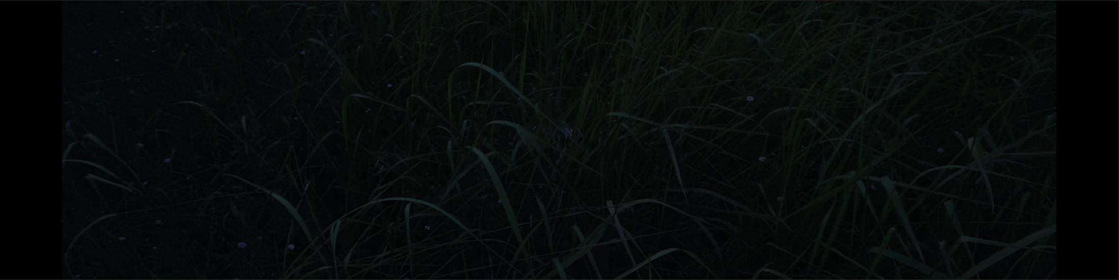 Dark grass detail from the film