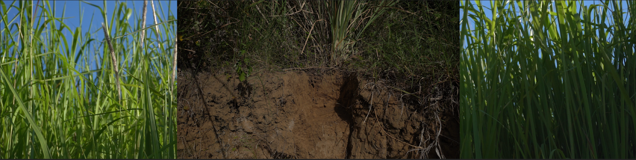 Figure walking through tall grass