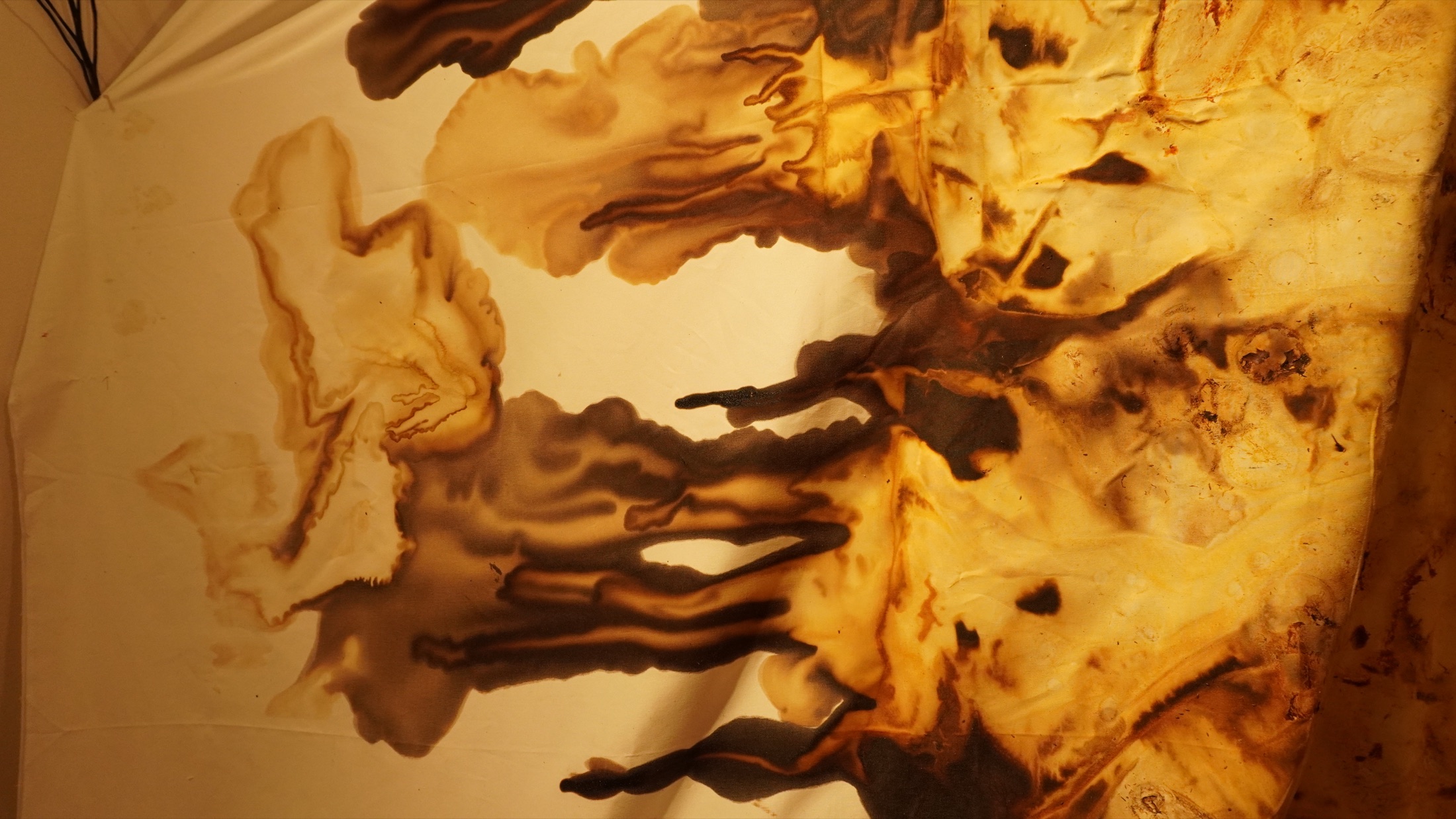 Detail of time-worn organic imprints