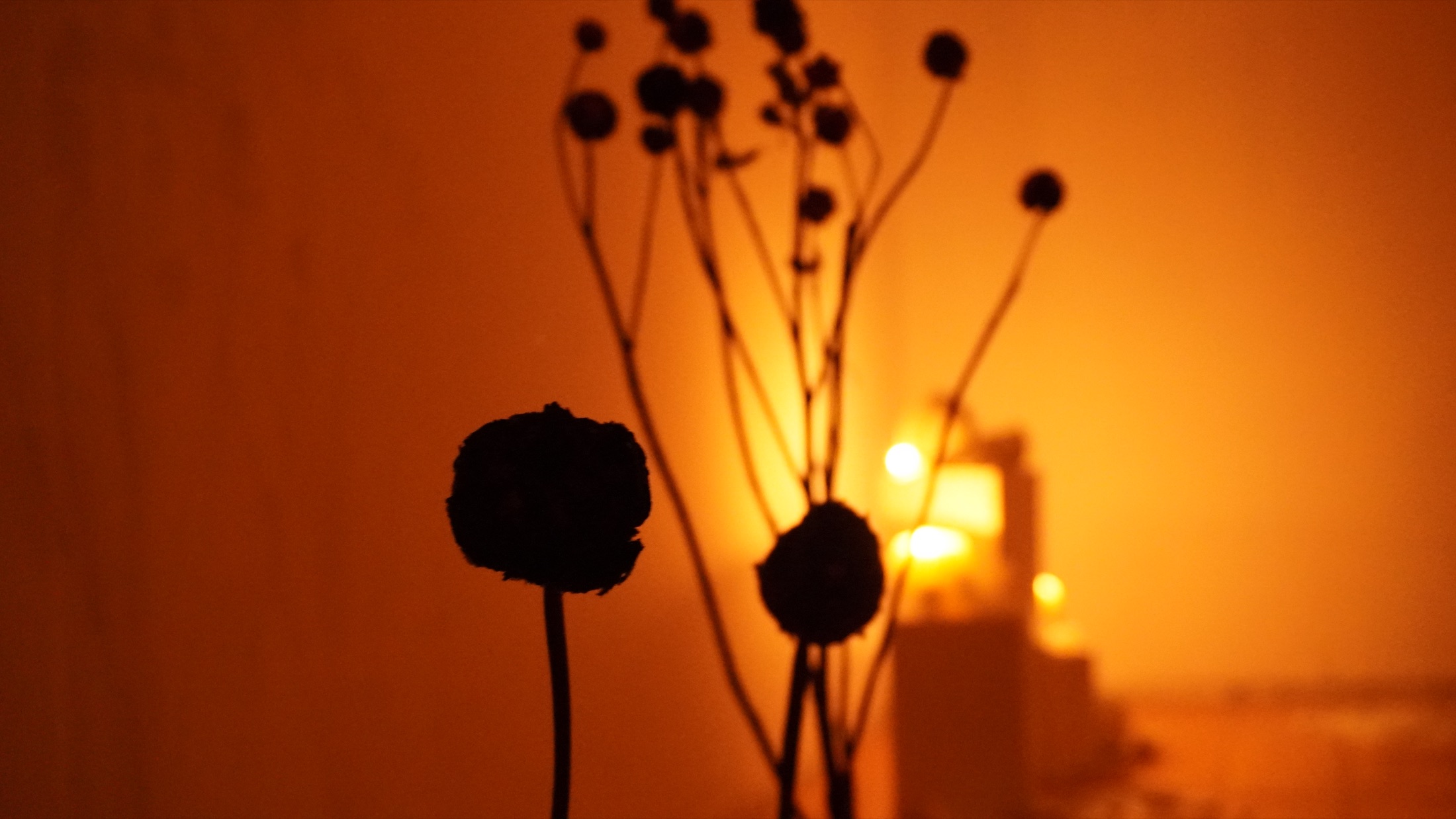 Backlit floral silhouettes
